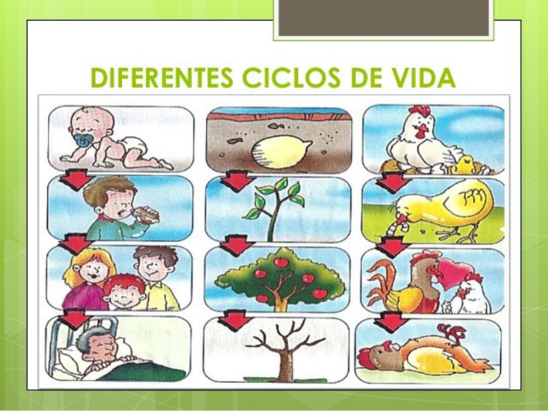 Ciclo da Vida puzzle