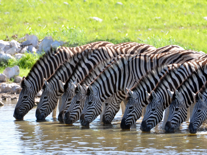 zebra puzzle