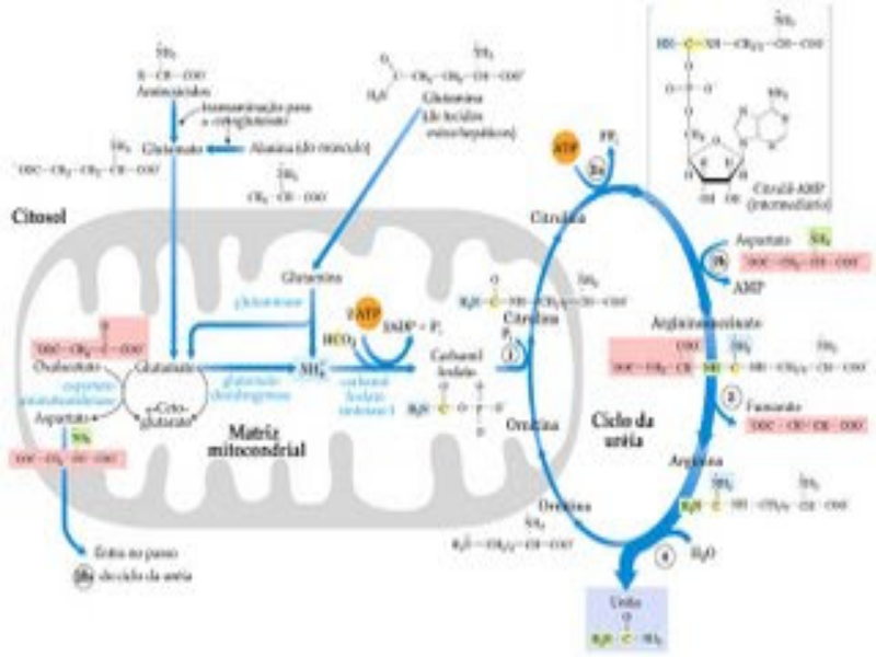 Ciclo da ureia puzzle