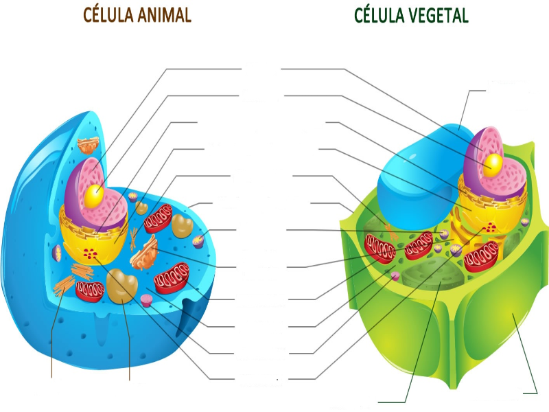 Célula Vegetal e Animal puzzle