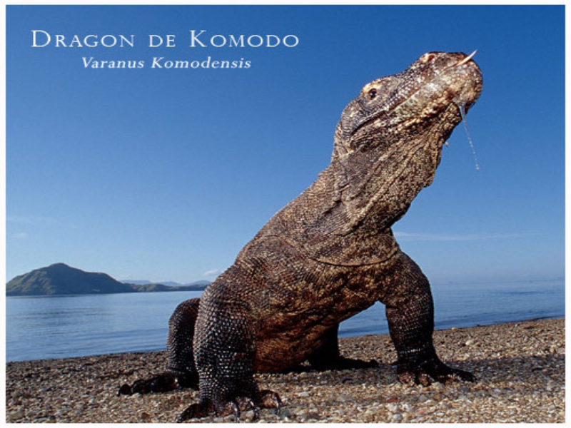 Le Dragon de Komodo puzzle