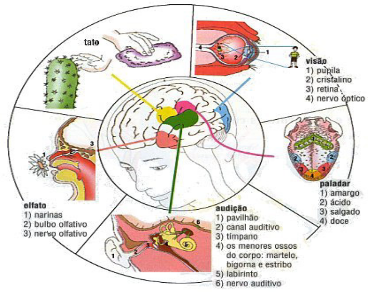 Sistema Sensorial puzzle