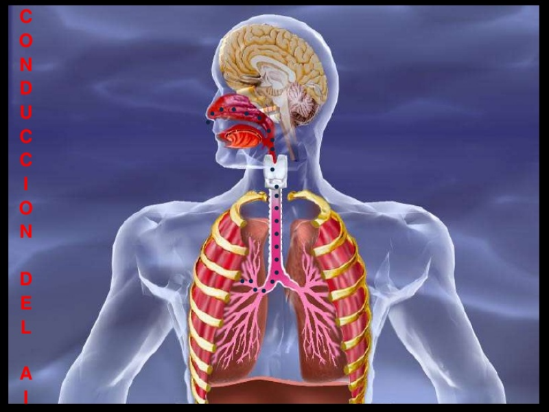 Sistema Respiratório 1 puzzle