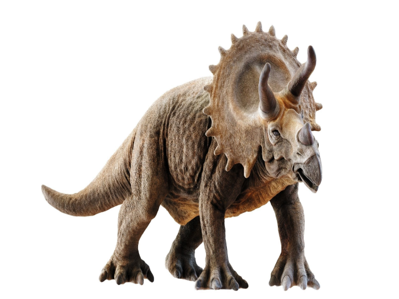 Triceratops puzzle