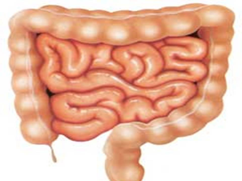 intestino puzzle