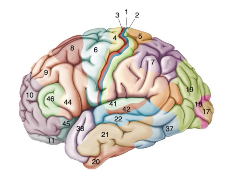 Neurociências I puzzle