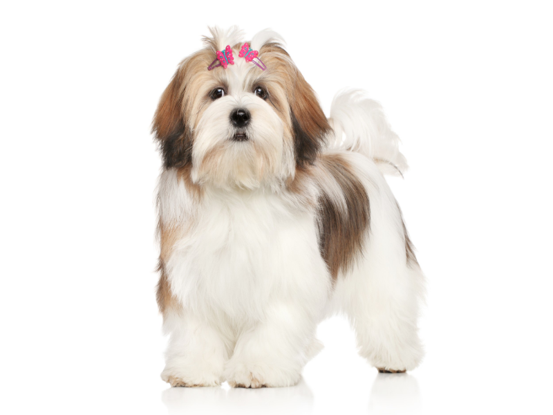 Lhasa Apso puzzle