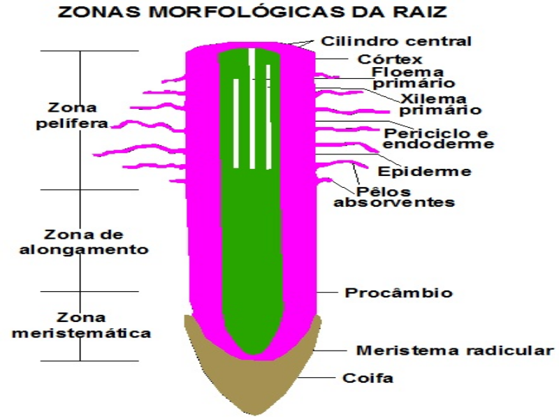 Zonas morfológicas da raiz puzzle