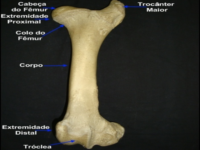 Quebra cabeça anatomia equina  puzzle