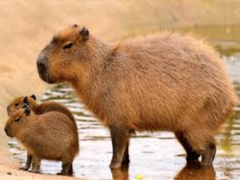 capivara puzzle