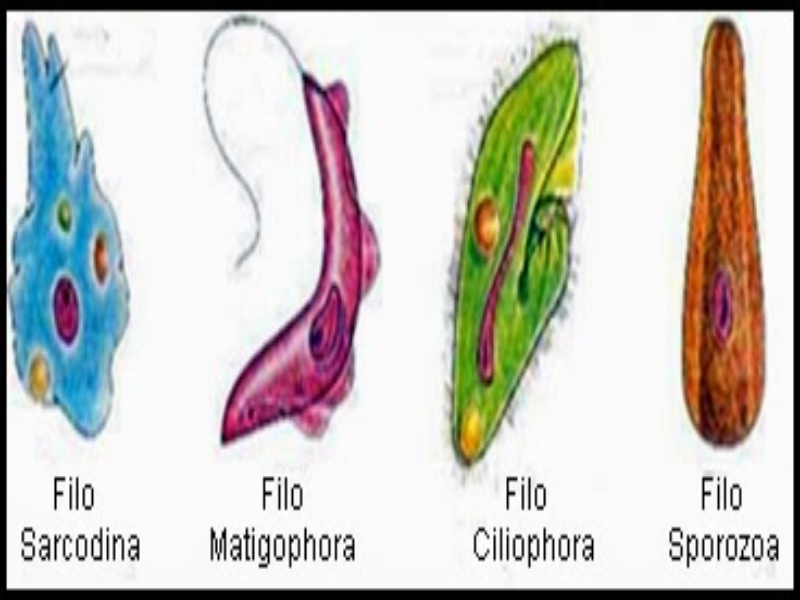 Protozoários puzzle