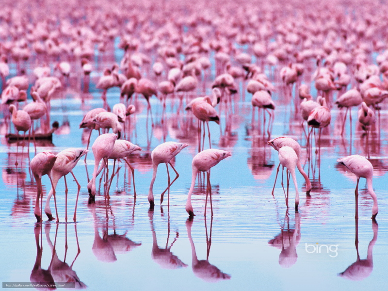 flamingos puzzle