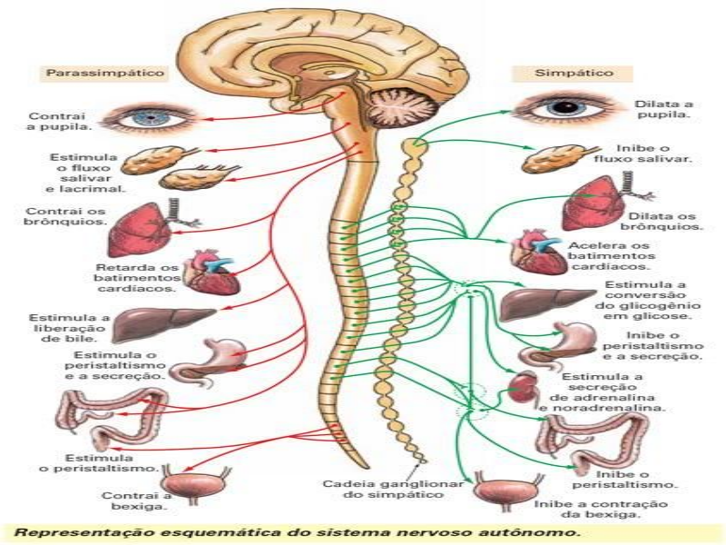 Simpatico e parassimpatico puzzle