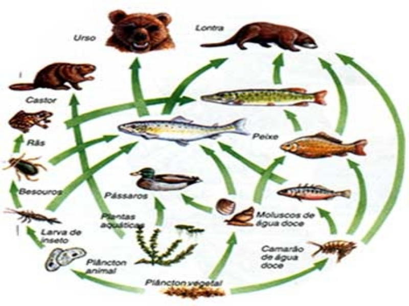 gincana - teia alimentar puzzle