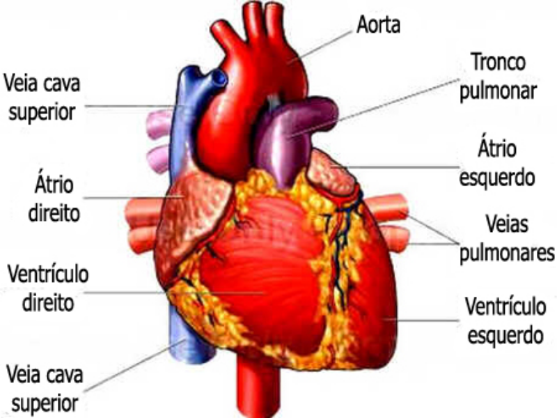 quebra cabeça sistema cardiovascular puzzle