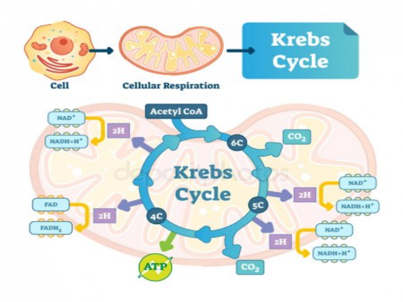 ciclo de krebs puzzle