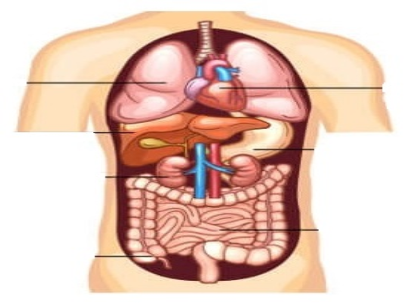 ORGAOS DO TRONCO HUMANO puzzle