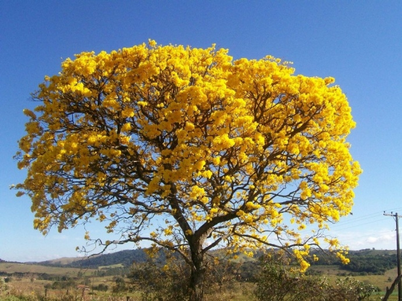 Quebra-Cabeça botânico puzzle