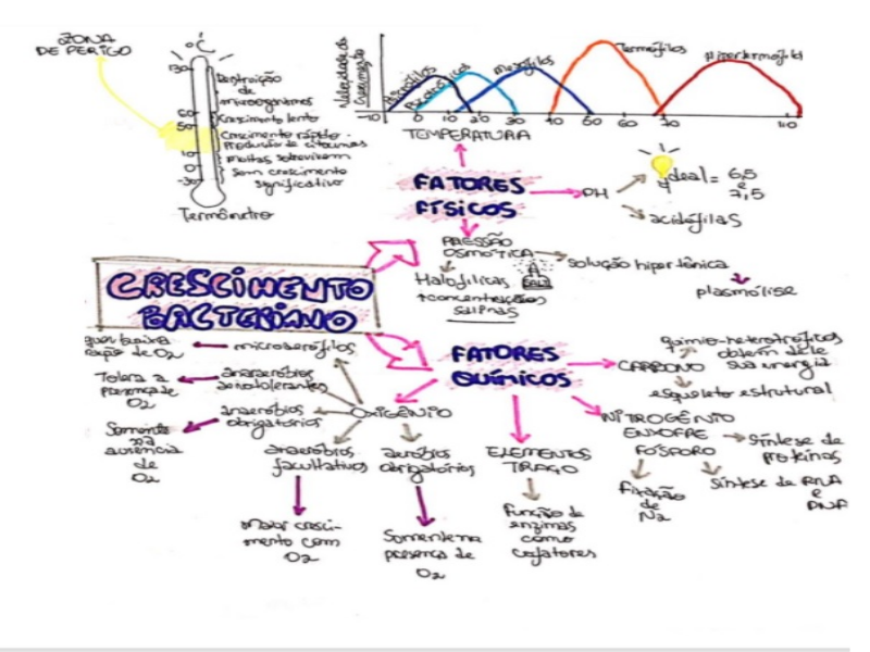 CITOLOGIA BACTERIANA puzzle