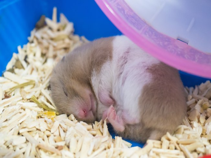 Puzzle de um Hamster hibernando puzzle