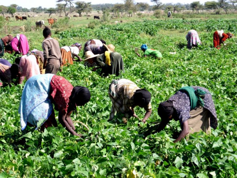 Agricultura - Etiópia -Semana Sem Fronteiras 2019 puzzle