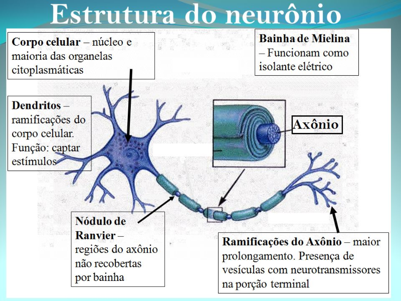 Estrutura do neurónio puzzle