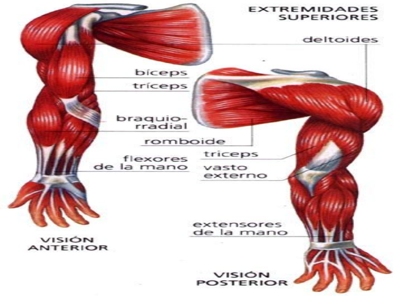 BIOMEDICINA PITÁGORAS - MÚSCULOS puzzle