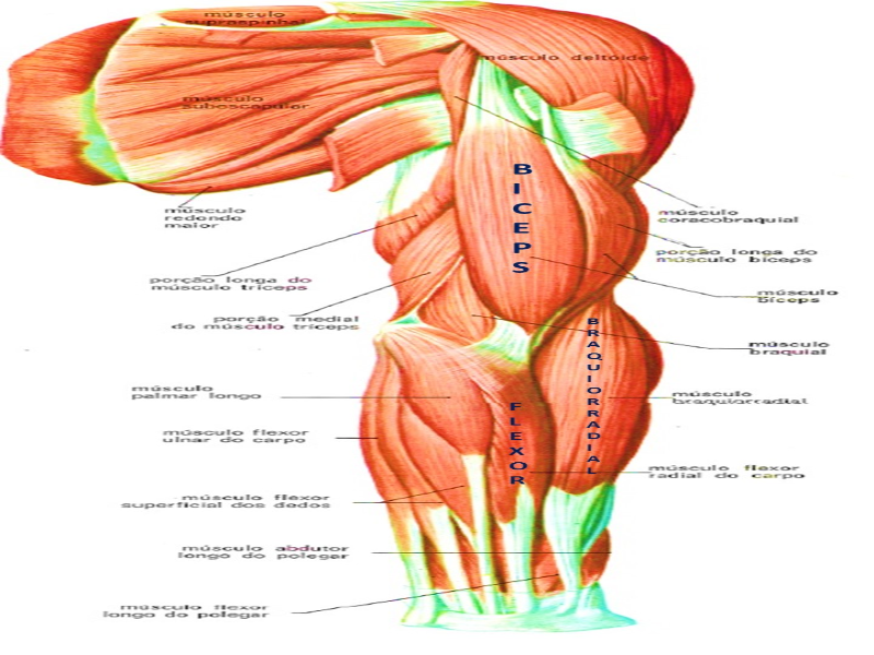 BIOMEDICINA PITAGORA - MUSCULOS puzzle