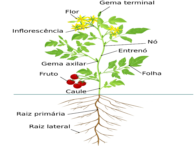 Quebra cabeça sobre as partes de uma planta puzzle