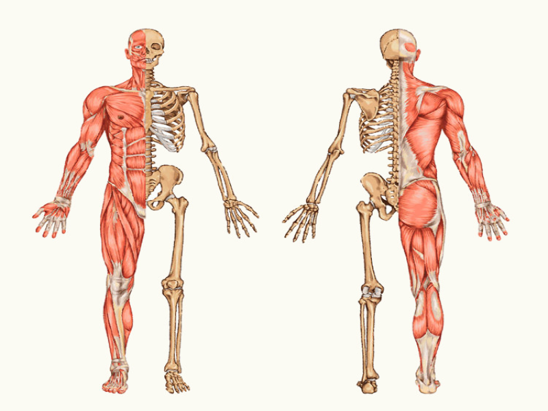 QUEBRA-CABEÇA DE ANATOMIA HUMANA puzzle