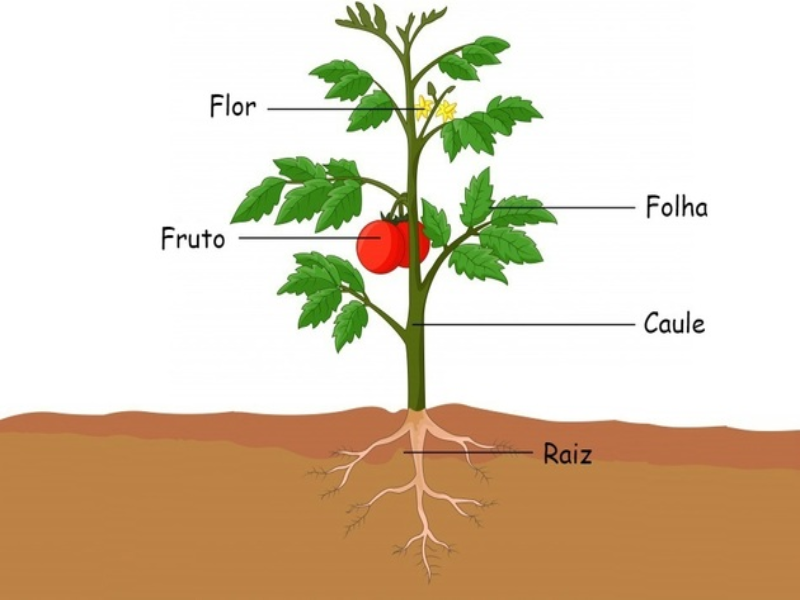 O corpo das plantas puzzle