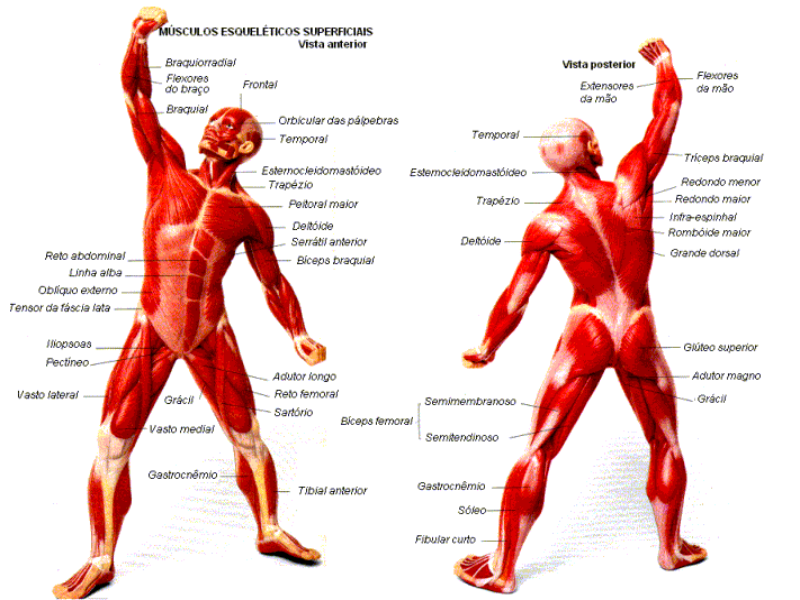 sistema Muscular puzzle