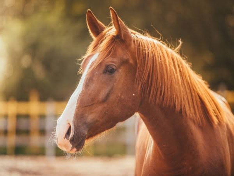 Equino puzzle