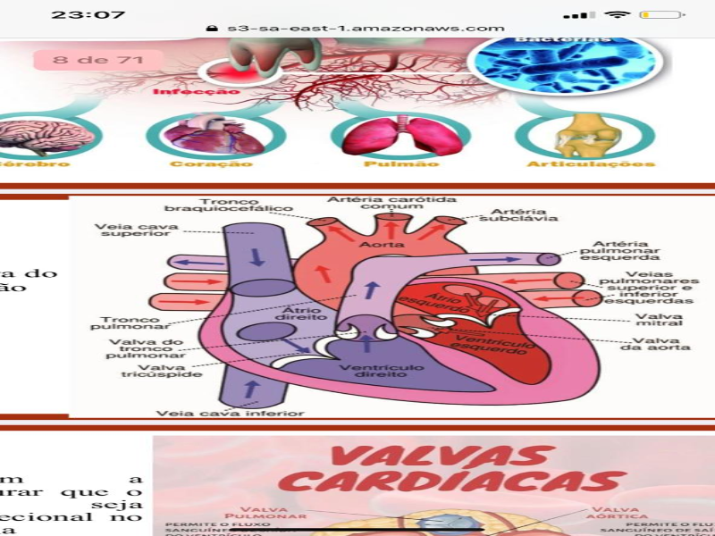 ANATOMIA CORAÇÃO puzzle