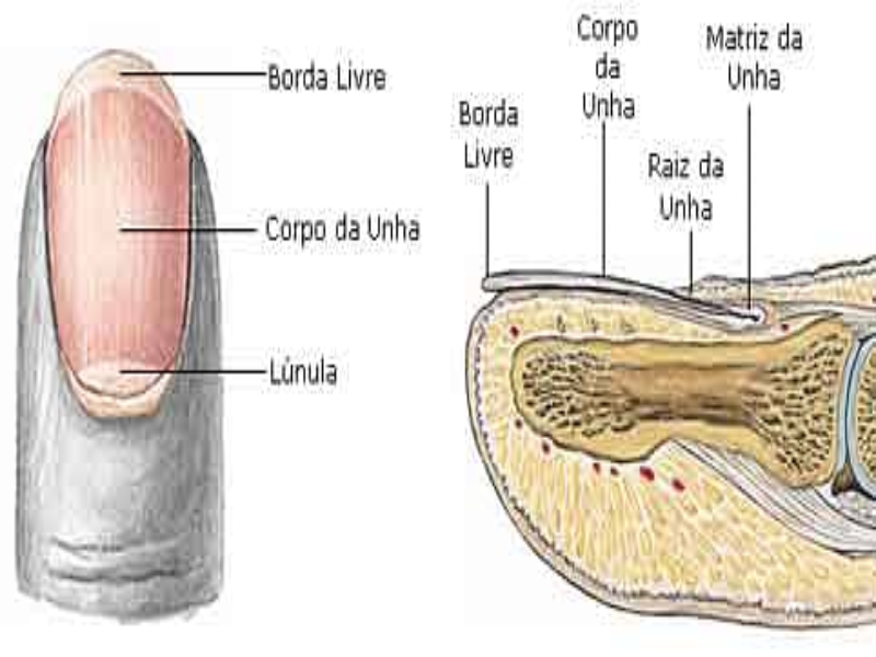 Anexos da pele: unha puzzle