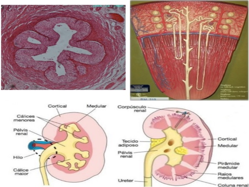 sistema urinário histologia puzzle