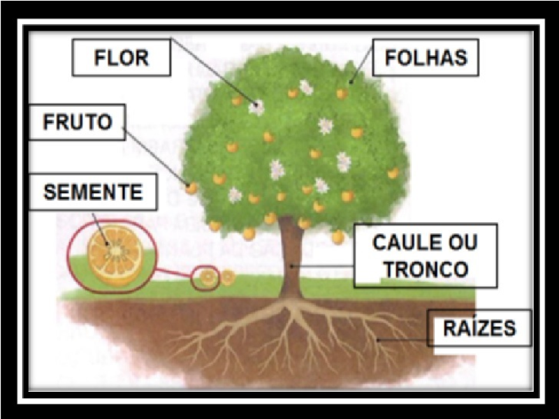 PARTES PLANTAS puzzle