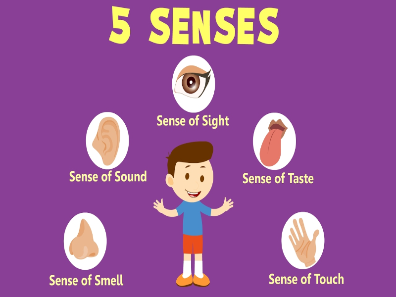 5 SENSES puzzle