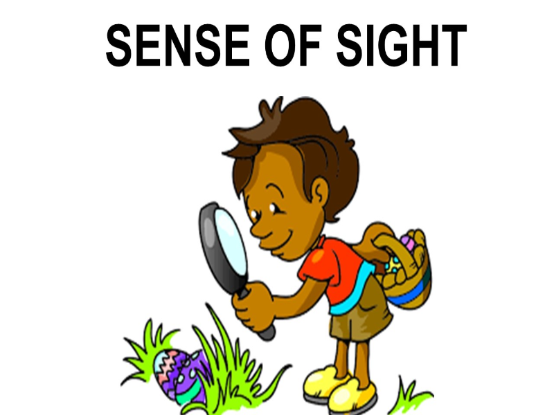 SENSE OF SIGHT puzzle