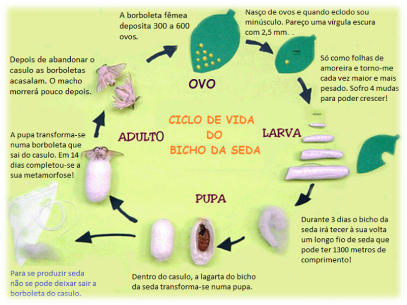 Ciclo de vida Bicho da Seda puzzle