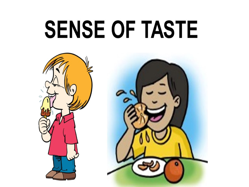 SENSE OF TASTE puzzle