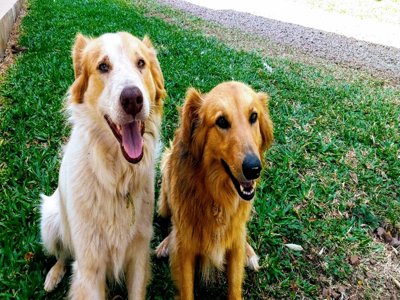 Quebra cabeça sobre animais puzzle