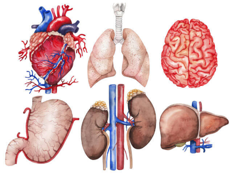 Órgãos do corpo humano puzzle