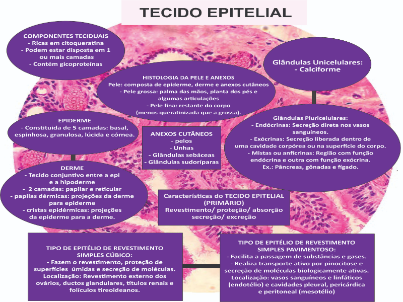 HISTOLOGIA - TECIDO EPITELIAL puzzle