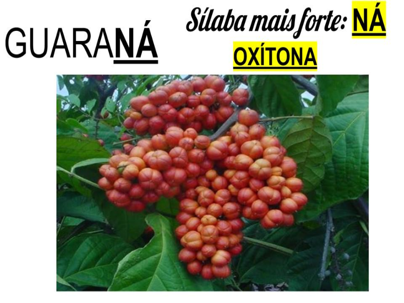 Sílaba Tônica - GUARANÁ puzzle