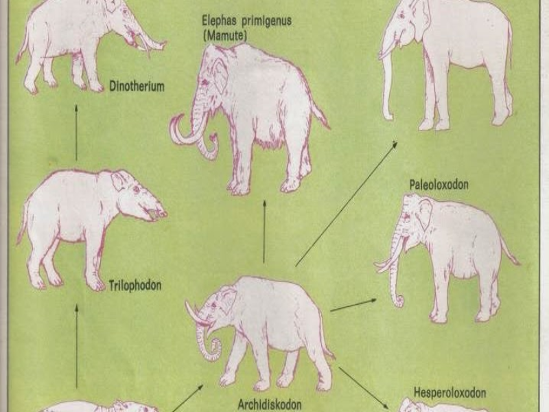 Evolução do elefantes puzzle