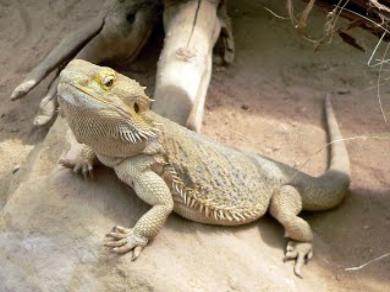 Pogona Vitticeps puzzle