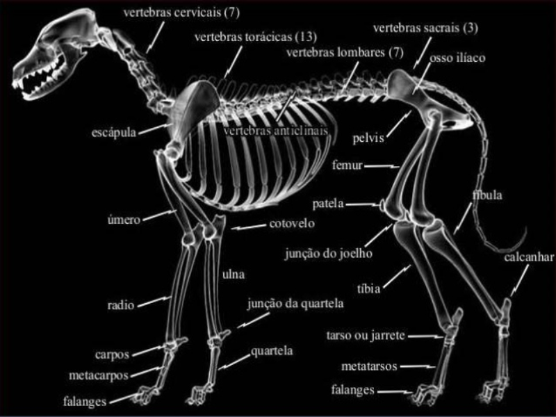 quebra cabeça osteologia canina puzzle