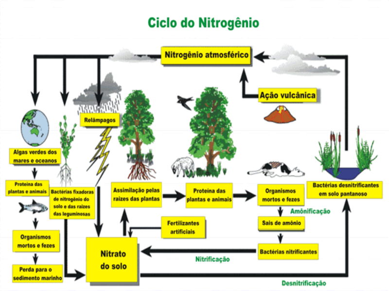 Ciclo Nitrogênio puzzle