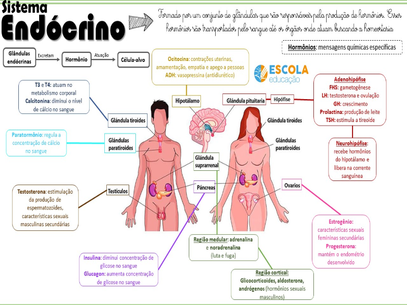 Quebra -cabeça Sistema Endócrino  puzzle